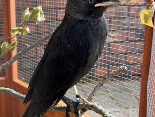 Manx SPCA column: Most birds are very clever