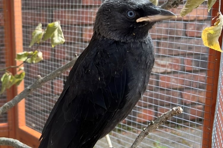 Jackdaw in Manx SPCA aviary