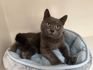 Manx SPCA column: Why do cats scratch furniture?