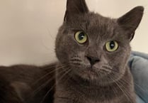 Manx SPCA column: Why do cats scratch furniture?