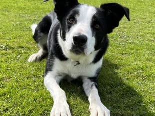 Manx SPCA: The dangers autumn brings your pets