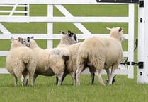 Sheepdog trial takes place next week