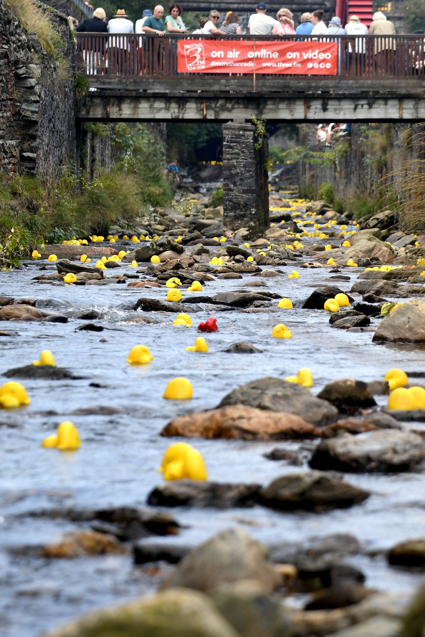 Great Laxey Duck Race returns on Saturday