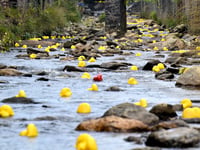 Great Laxey Duck Race returns on Saturday