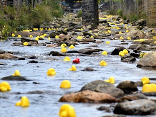 Great Laxey Duck Race returns on Saturday