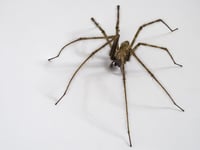 Manx SPCA column: Don’t vacuum up your house spiders!
