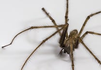 Manx SPCA column: Don’t vacuum up your house spiders!