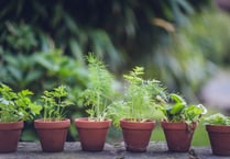 Expert shares top "minimal effort" tips for a beautiful garden