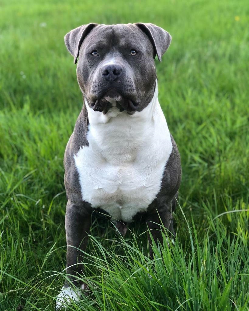Bull terrier xl 2025