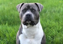 Tynwald votes to ban XL Bully dogs from being imported to Isle of Man 
