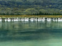 Flamingos added to museum