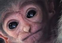 Meet the rare and adorable baby gibbon born on the Isle of Man