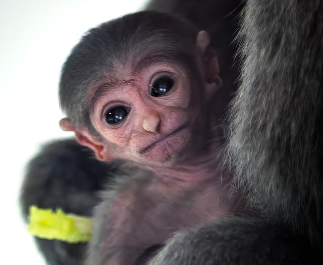 Meet the rare and adorable baby gibbon born on the Isle of Man
