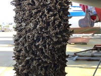 Invasive worm species found on boats in Ramsey 