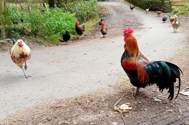 Loose chickens in Glen Roy, Laxey