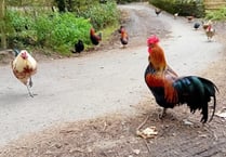 Chickens on the loose in Laxey!