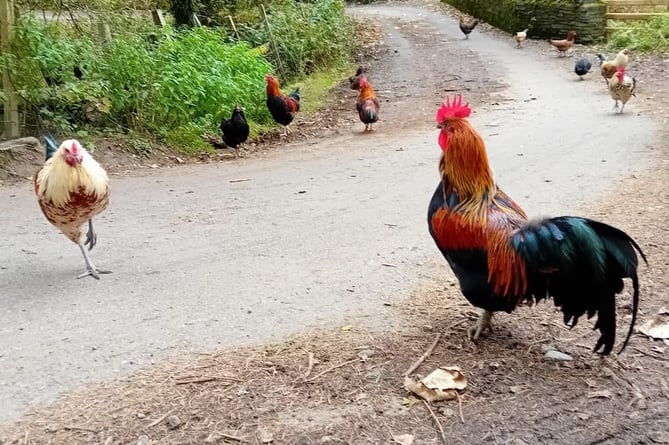 Loose chickens in Glen Roy, Laxey
