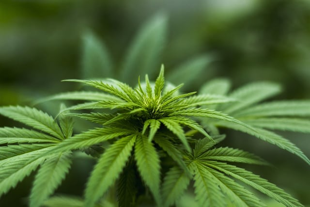 Community service for man, 70, caught growing his own cannabis