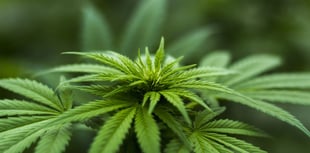 Couple hit with £1,650 in fines after cannabis found during search