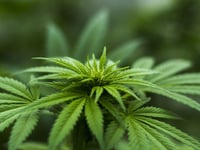 Woman fined after cannabis found during police search