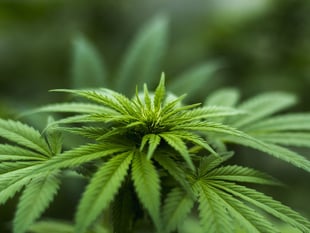 Couple hit with £1,650 in fines after cannabis found during search