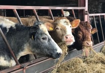 Bluetongue: Isle of Man bans livestock imports after UK cases