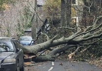 Storm Debi brings down 50 trees on Isle of Man roads