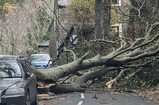 Tree down on Eyreton Road in Crosby