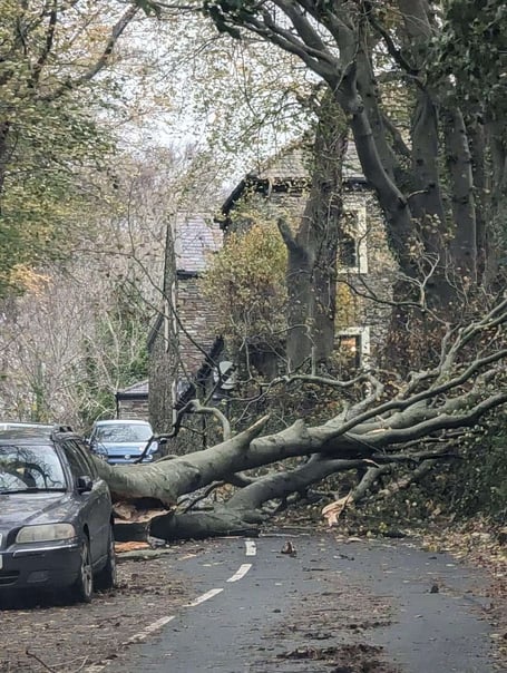 Tree down on Eyreton Road in Crosby