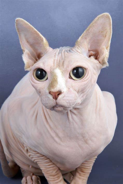 The pros and cons of having a hairless cat