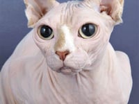 The pros and cons of having a hairless cat