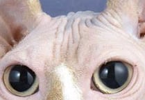 The pros and cons of having a hairless cat