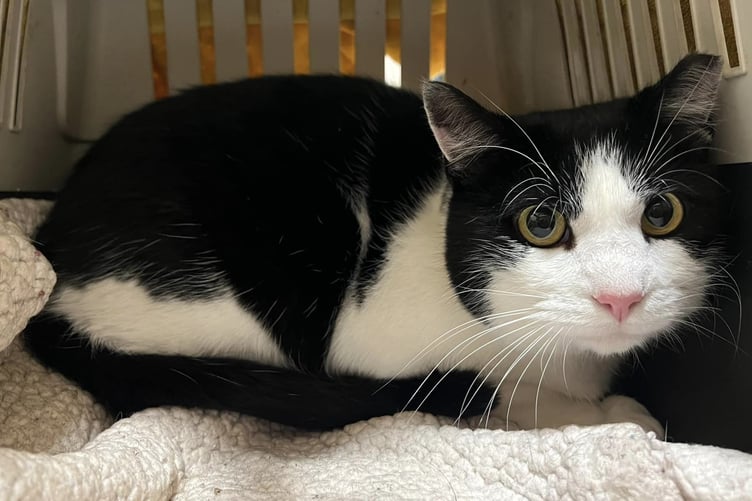 PussPuss the cat was hit by a car last week