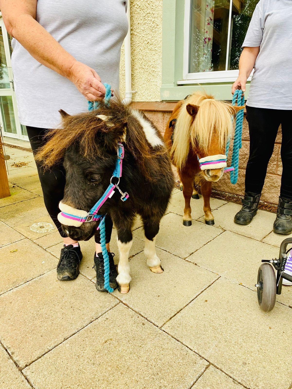 Adorable ponies in surprise visit to Isle of Man Hospice