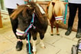 Adorable ponies in surprise visit to Isle of Man Hospice