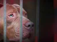 Government acknowledges 'regrettable' outcome in death of banned dog