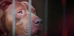 Government acknowledges 'regrettable' outcome in death of banned dog