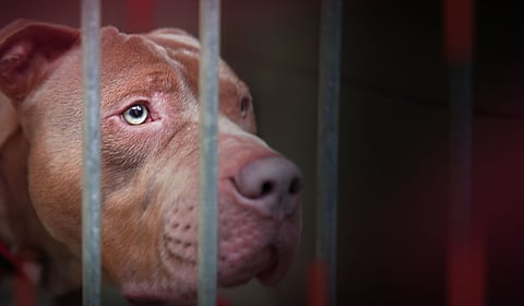 Government acknowledges 'regrettable' outcome in death of banned dog