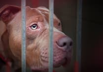 Government acknowledges 'deeply regrettable' outcome in death of banned XL Bully dog