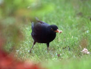 RSPB's annual 'Big Garden Birdwatch' scheme to take place next week