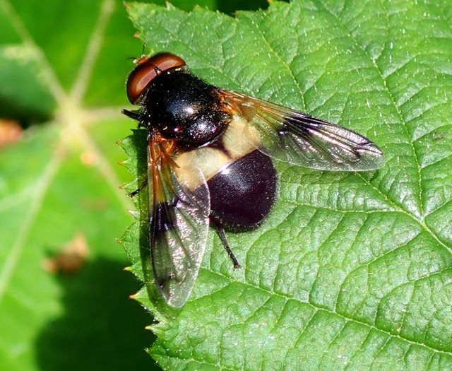 Talk on flies and other insects this weekend at the museum