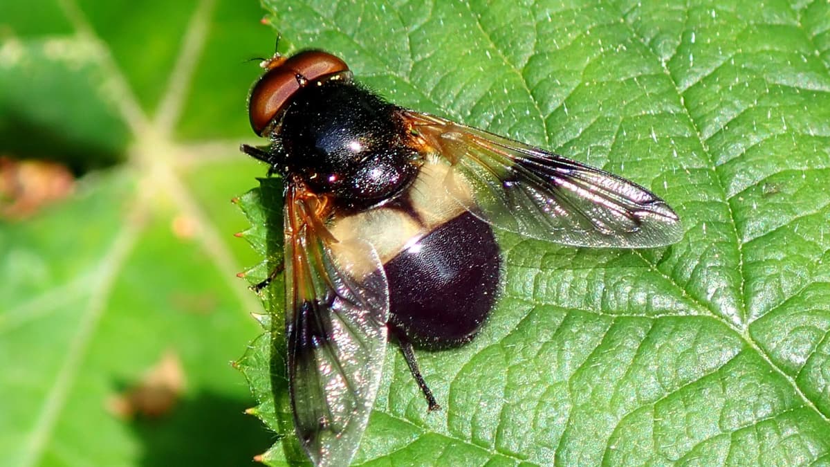 Insect I'm Talk on flies and other insects this weekend at the museum | iomtoday.co.im