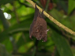 Public asked to report sightings of bats and their roosts