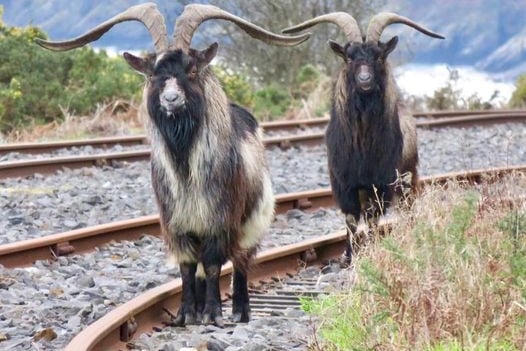 Two goats catching a train