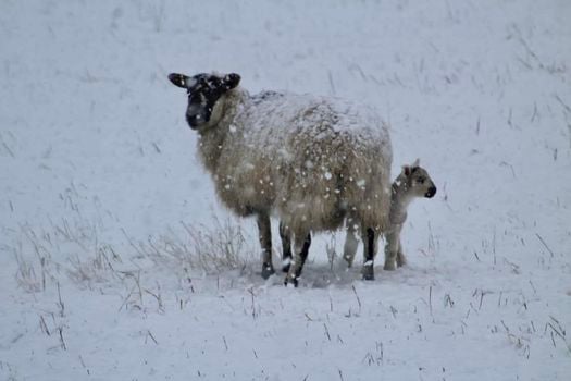 Two furry friends keeping cosy