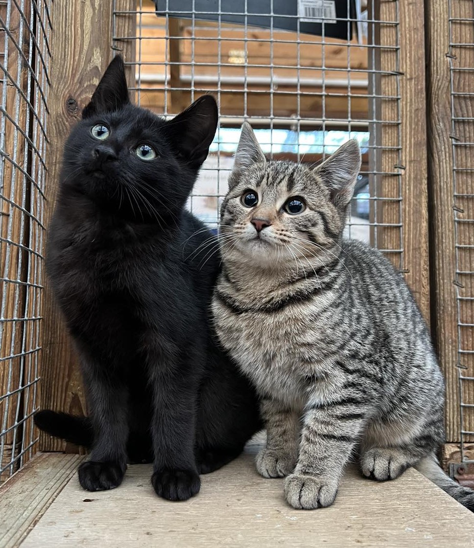 Pets are for life not just for Christmas