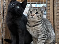 Pets are for life not just for Christmas