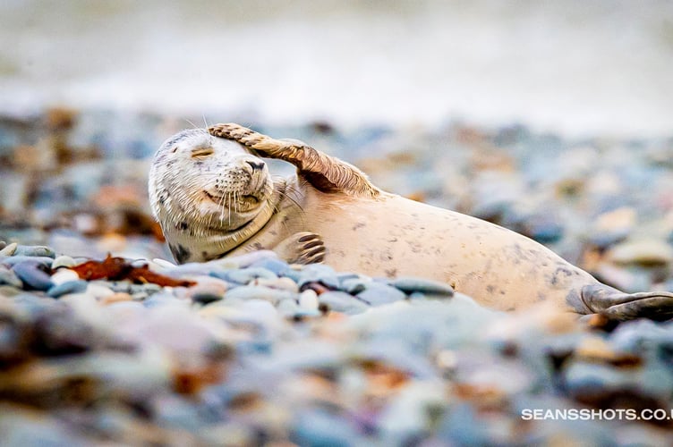 The hung over seal