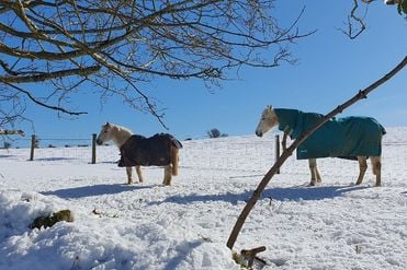 Two beautiful horses.