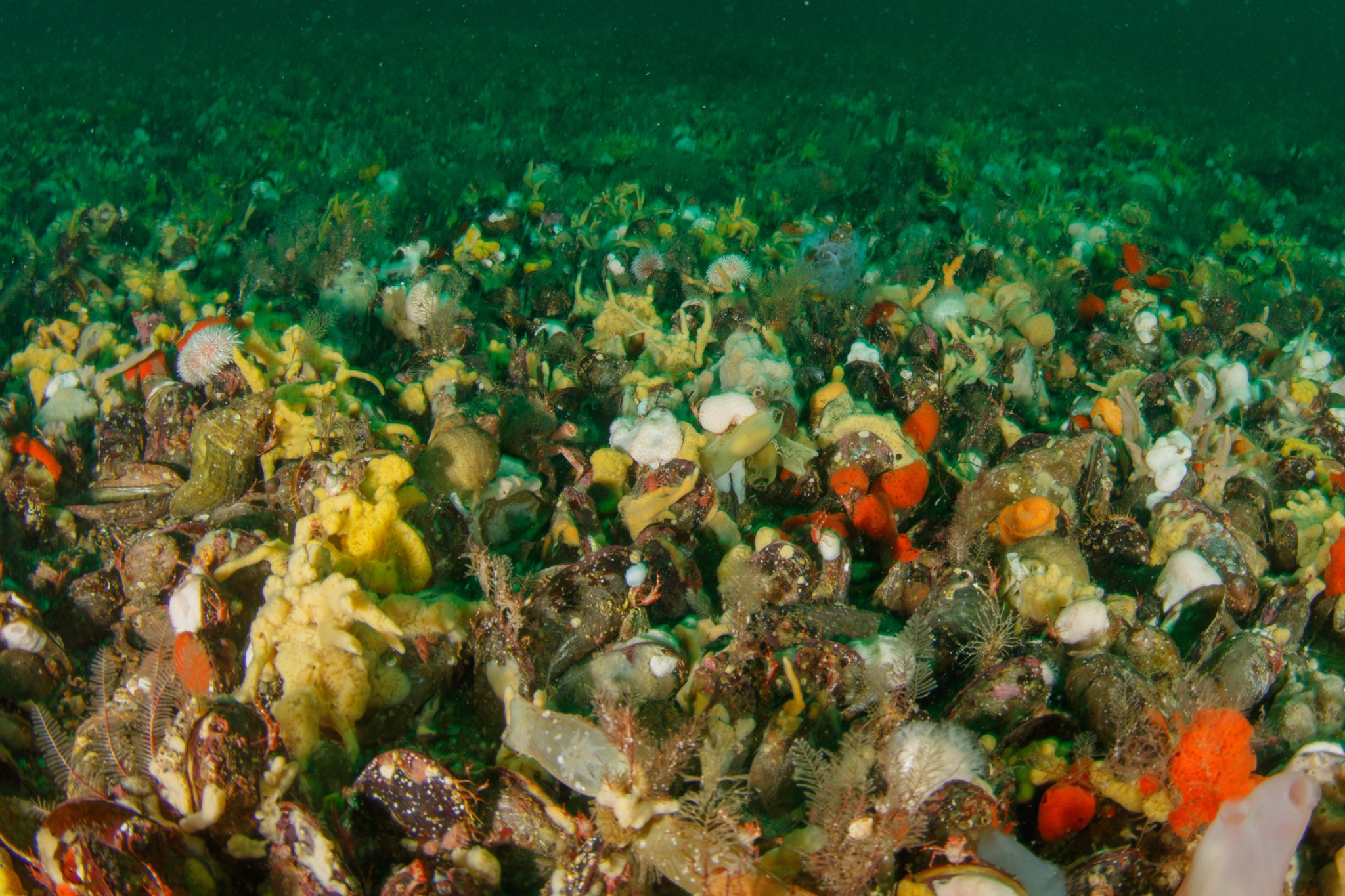 Marine life: Diving deep into the hidden undersea world of mussels